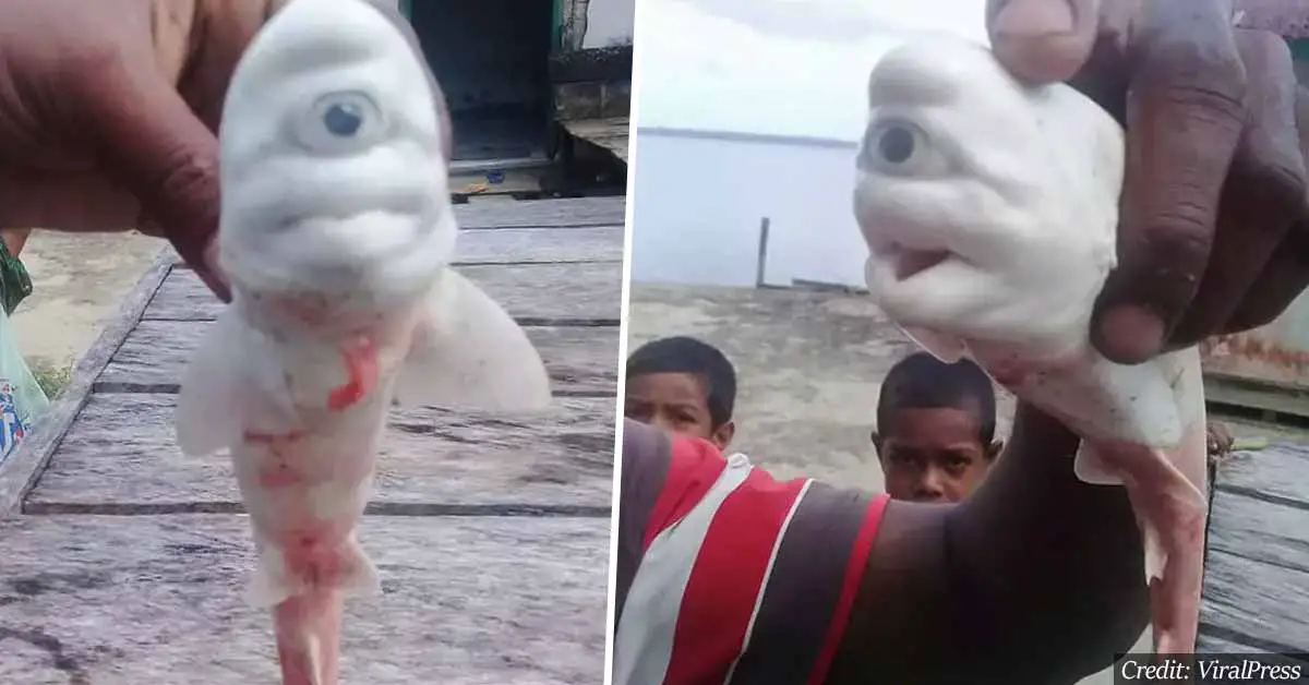 Mutant One Eyed Cyclops Baby Shark Cut From Mother S Womb By Stunned Fishermen