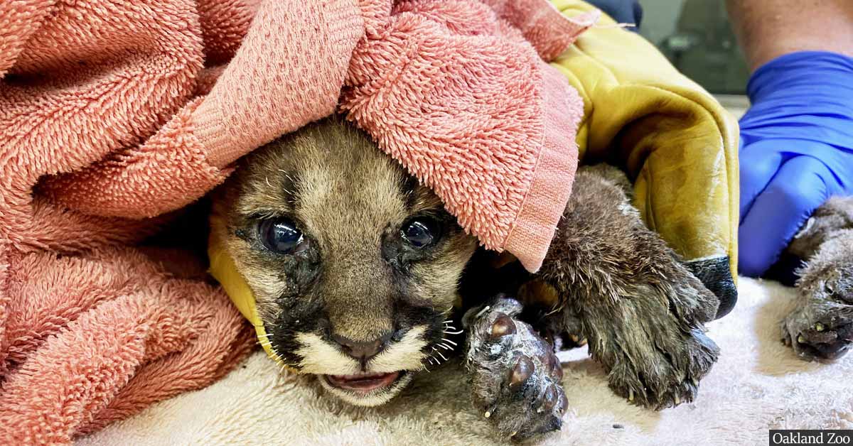 Orphaned and burned mountain lion cub rescued by hero firefighter