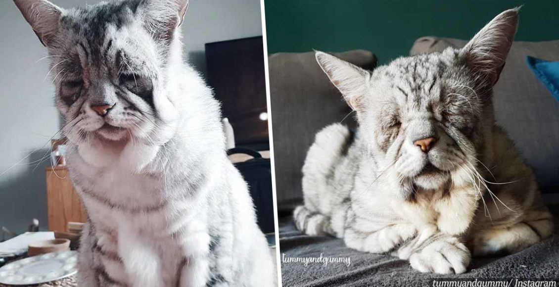 Sad-Looking Cat With Ehlers-Danlos Syndrome Found A Loving Home