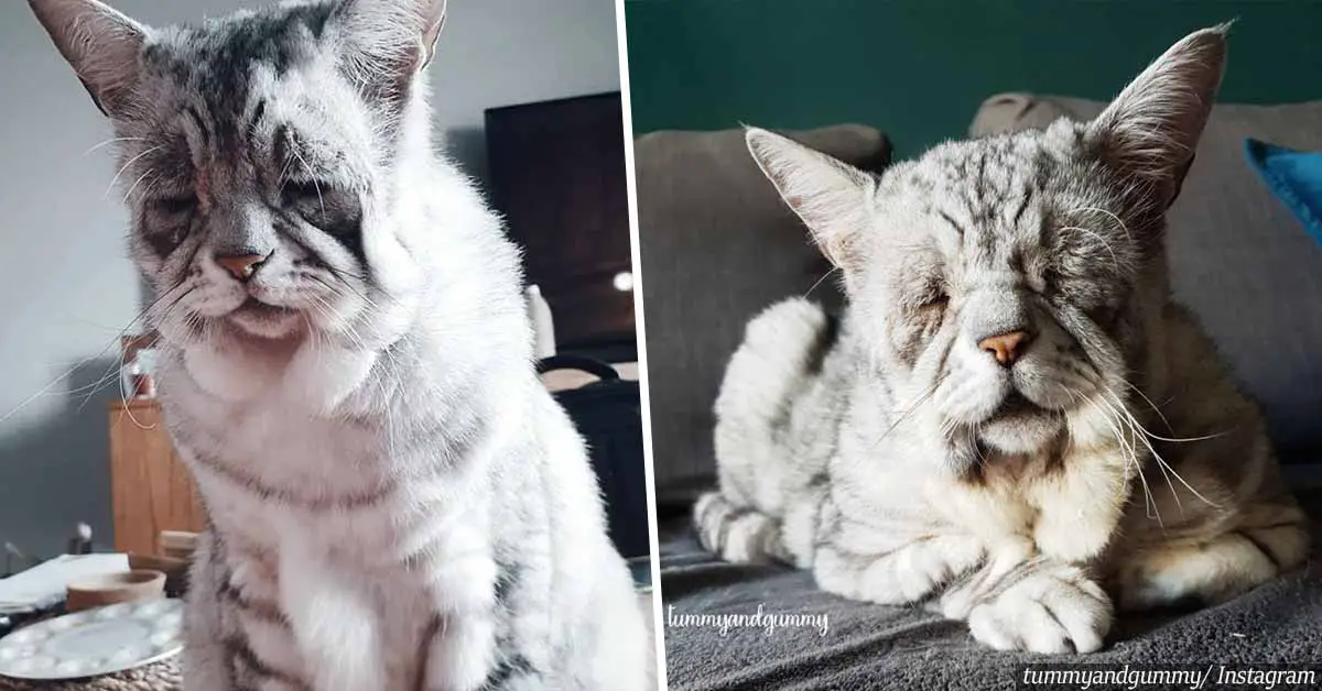Sad-Looking Cat With Ehlers-Danlos Syndrome Found A Loving Home