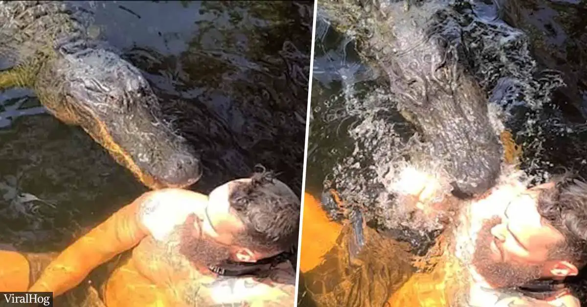 VIDEO: Florida Man 'Nibbled' By Alligator 'Buddy' While Taking A Dip