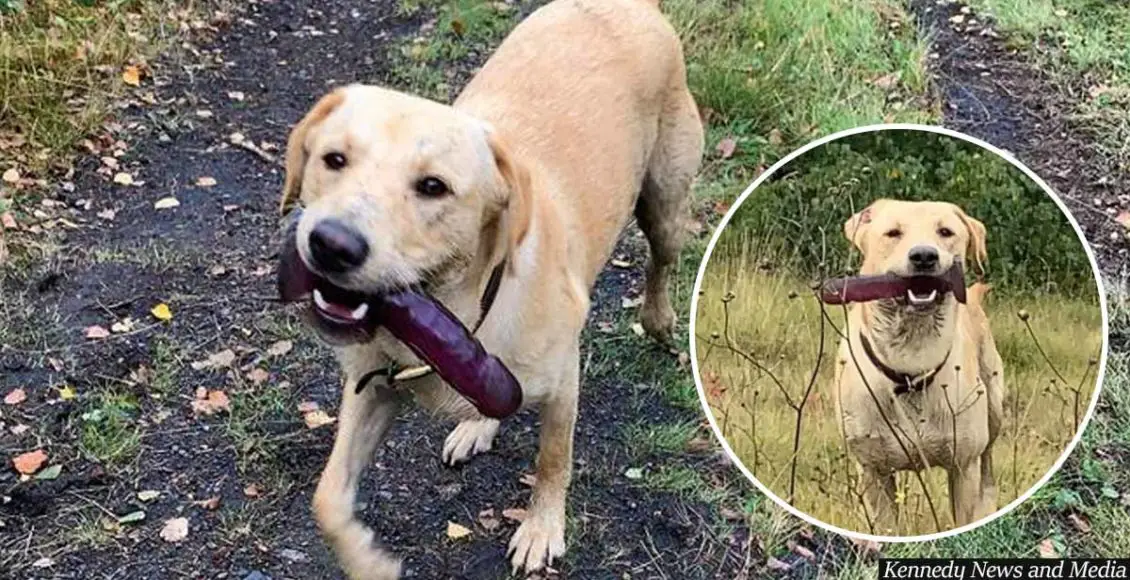 Woman Chases Labrador For 15 Minutes After He Refuses To Give Up Sex Toy