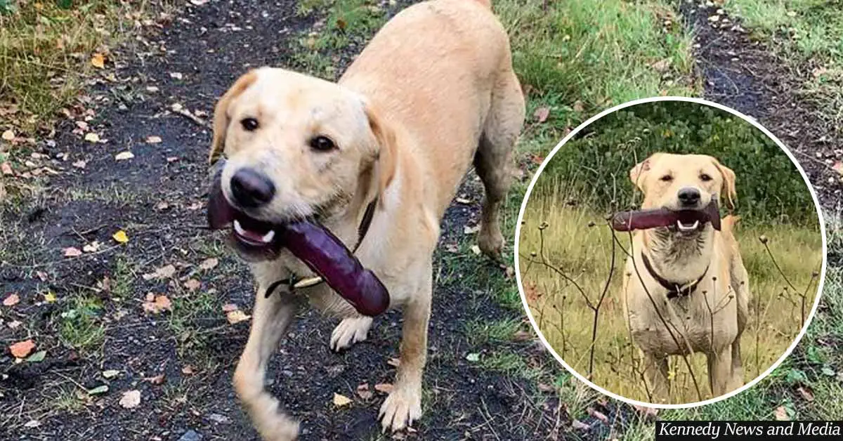 Woman Chases Labrador For 15 Minutes After He Refuses To Give Up Sex Toy
