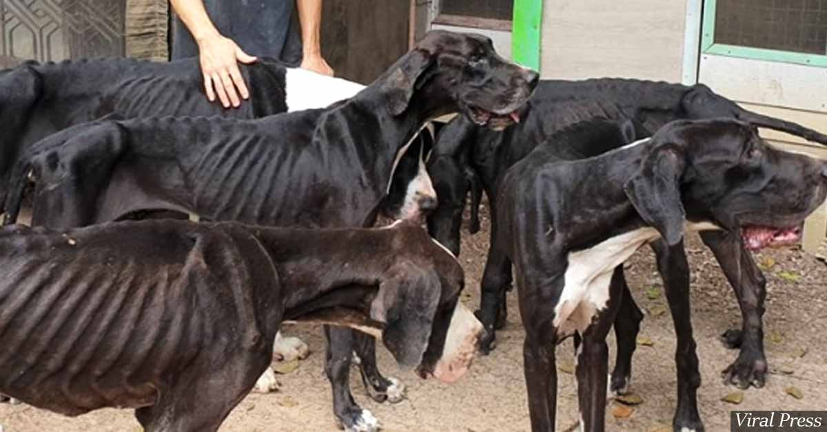 13 Starved Great Danes Rescued From Abandoned Breeding Farm