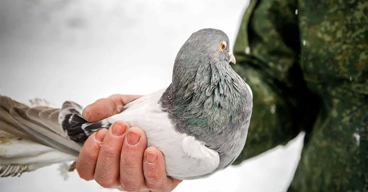 Couple discovers 100-year-old carrier pigeon message that never got delivered during war