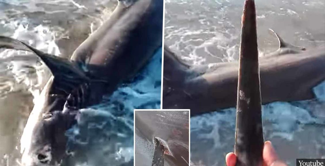 Dead shark with 11" swordfish 'blade' in back found on Libyan beach