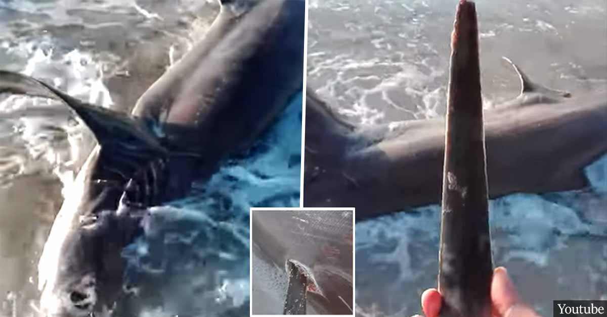 Dead shark with 11" swordfish 'blade' in back found on Libyan beach
