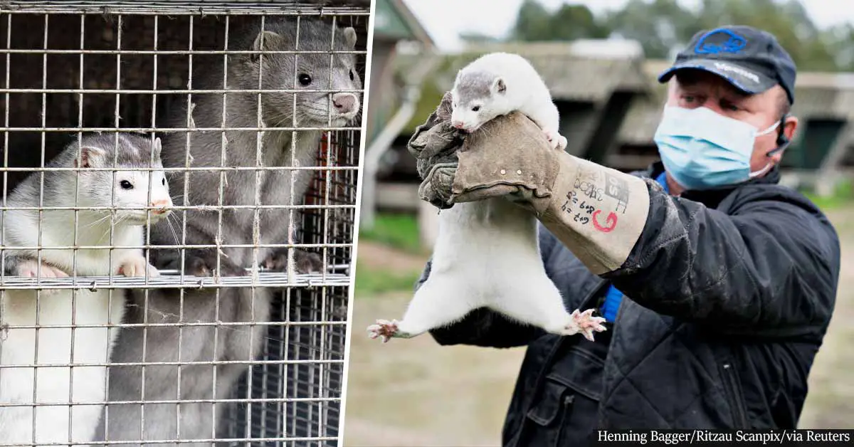 Denmark plans to cull over 15 million mink as a result of COVID mutation
