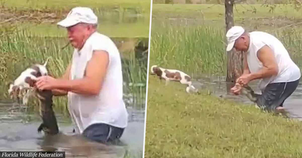 Florida Man, 74, Wrestles Alligator To Save His Puppy in Viral Video
