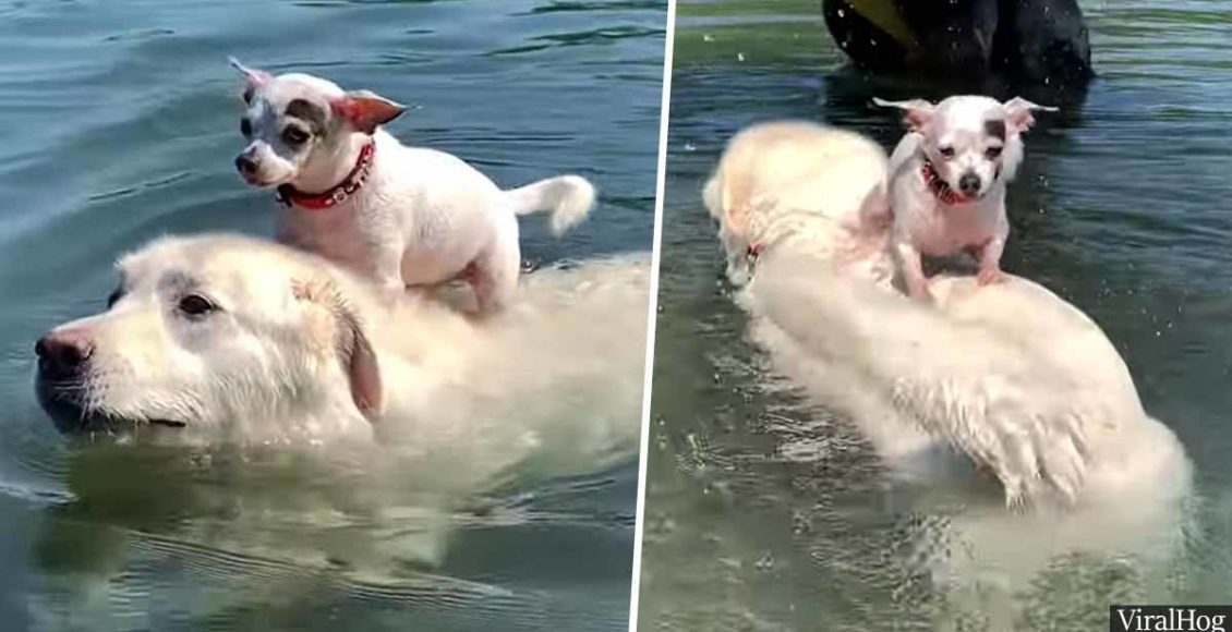 Friendly dog gives a tiny chihuahua a lift across a lake in a cute video
