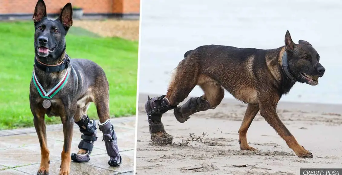 Hero dog with prosthetic paws that took out Al-Qaeda gunman awarded highest animal honor