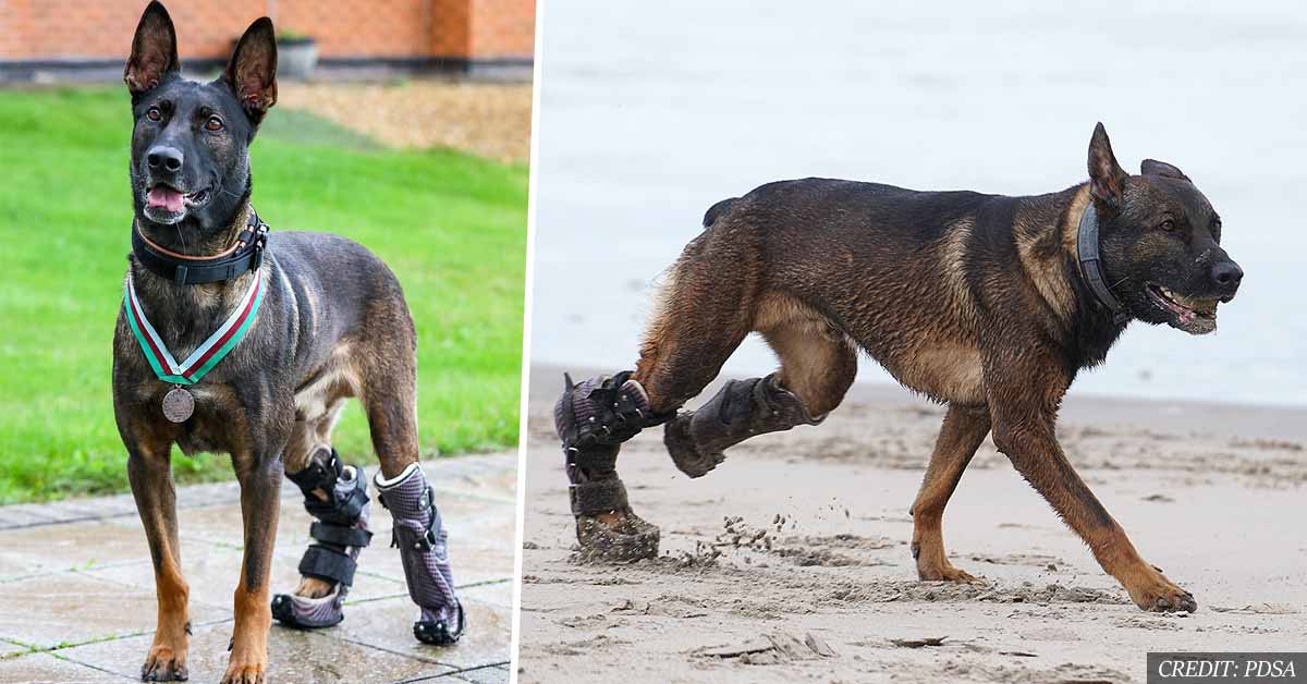 Hero dog with prosthetic paws that took out Al-Qaeda gunman awarded highest animal honor