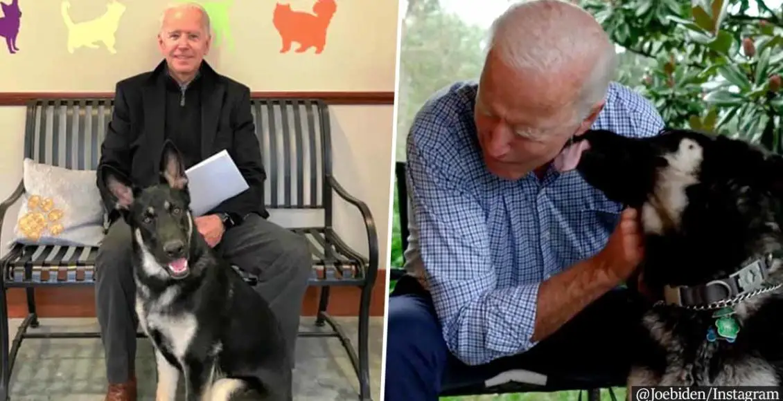 Joe Biden's German Shepherd To Be First Rescue Dog Living In The White House