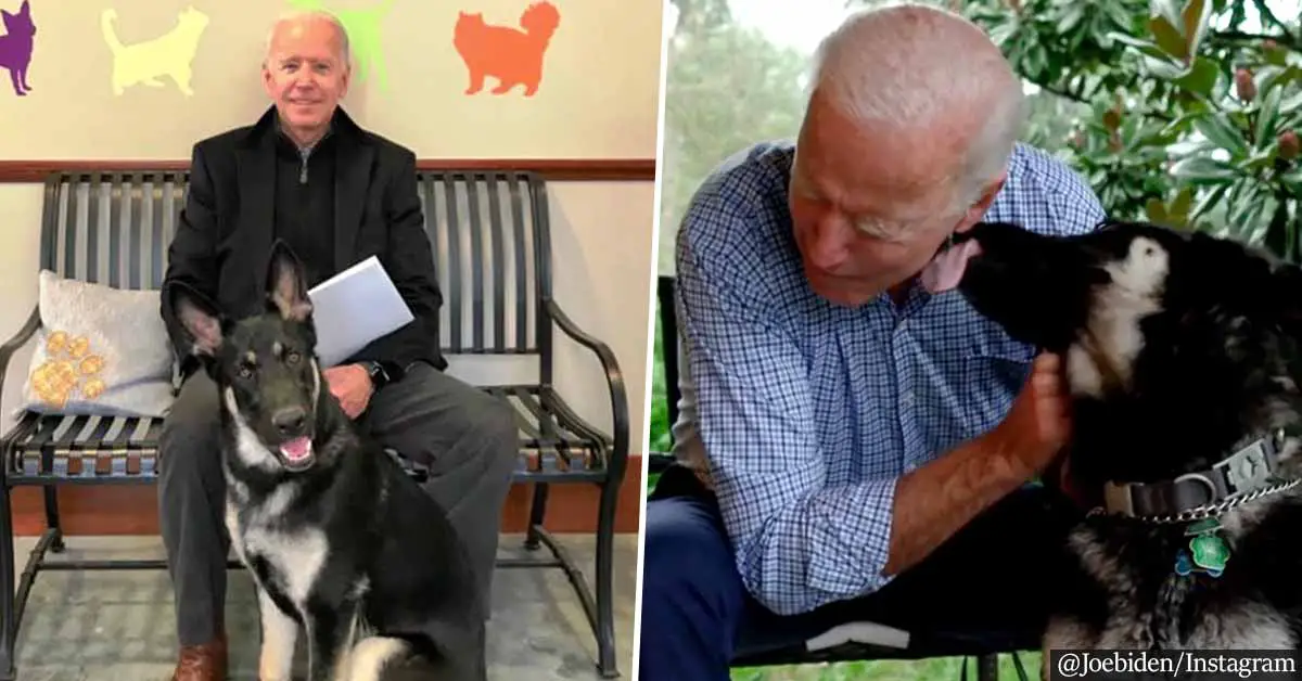 Joe Biden's German Shepherd To Be First Rescue Dog Living In The White House