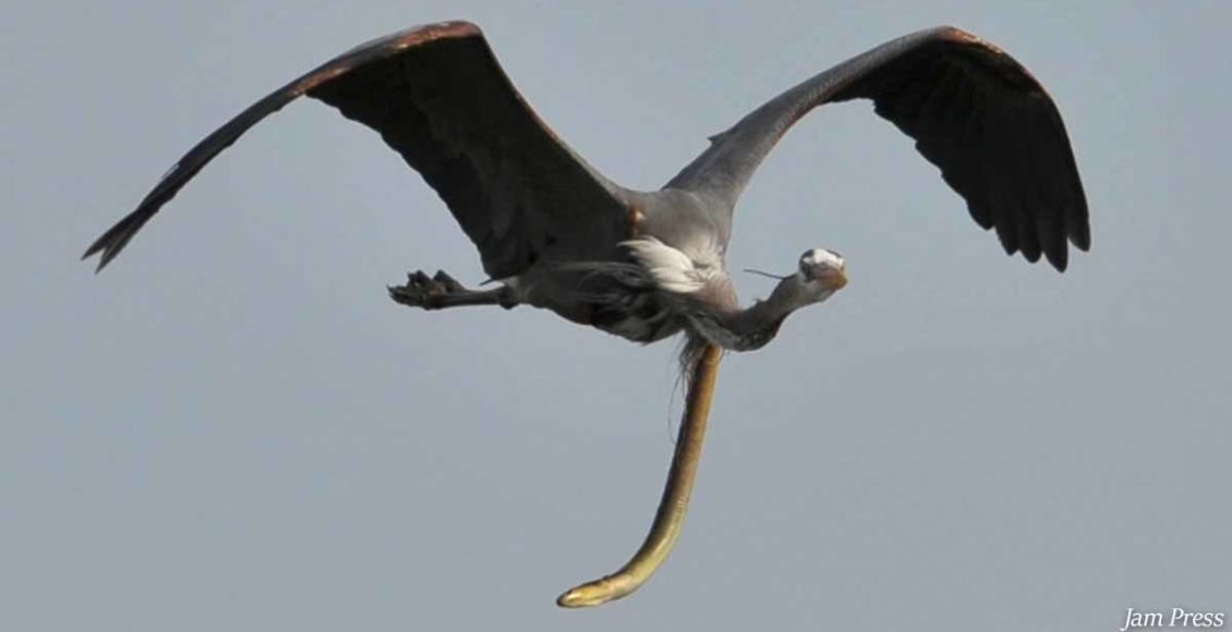 Photographer captures macabre moment snake eel bursts from heron's stomach