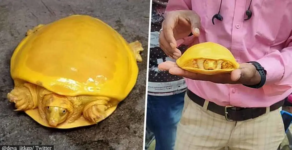 Rare yellow turtle rescued from a village pond in India