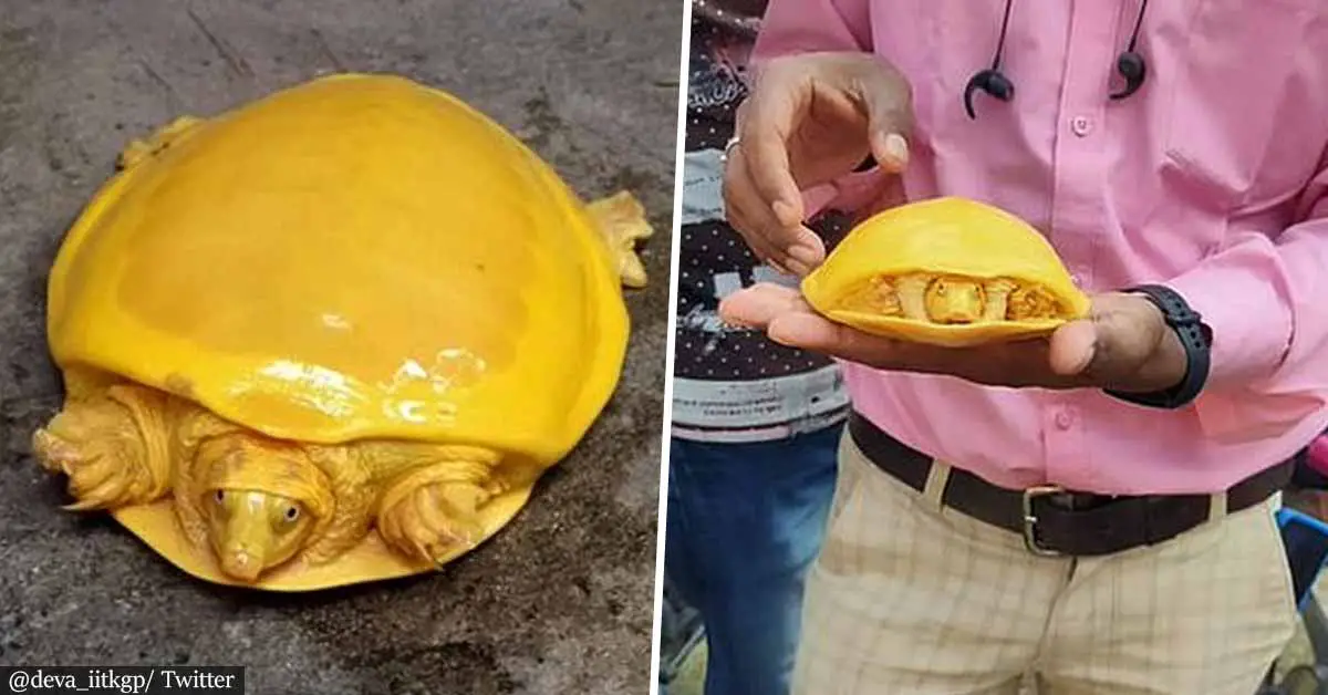 Rare yellow turtle rescued from a village pond in India