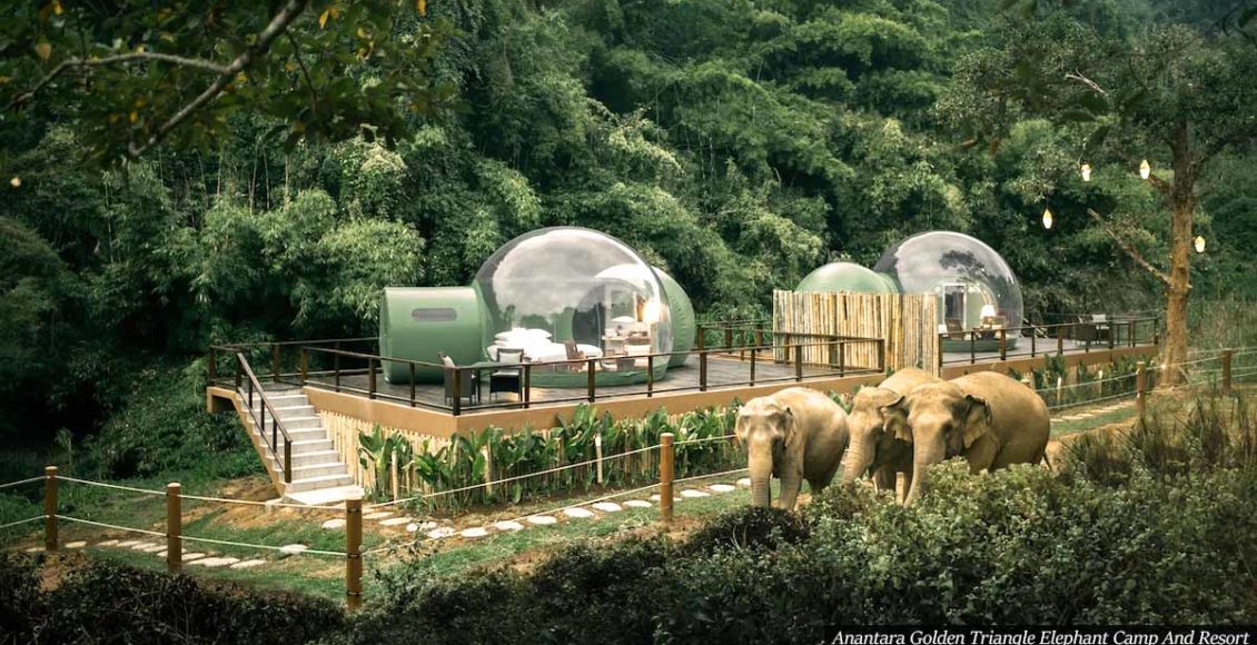 See-through ‘Jungle Bubbles’ In Thailand Let You Sleep Alongside Roaming Elephants