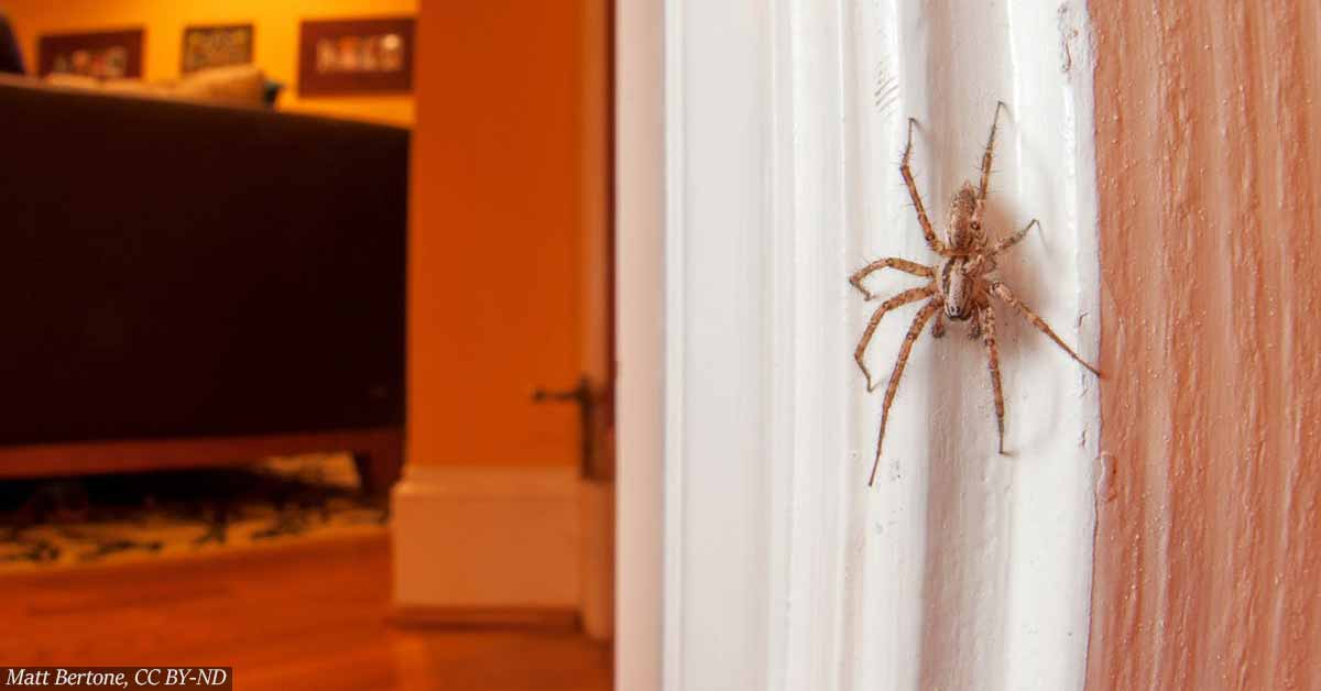 Should you kill spiders in your home? An entomologist says 'no'