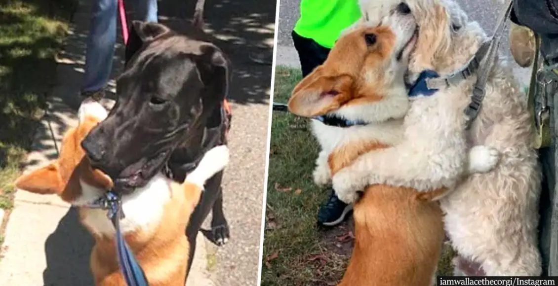 This Adorable Corgi Hugs Everyone He Comes Across On His Daily Walks