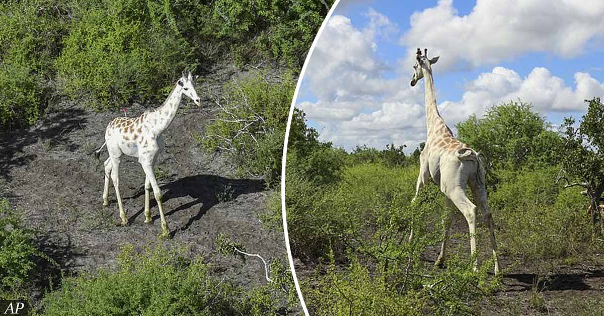 World's only known WHITE giraffe is fitted with GPS tracking device to protect it from poachers