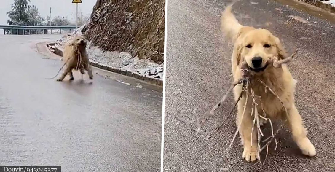 Excited dog slides down icy road to give his owner adorable gift