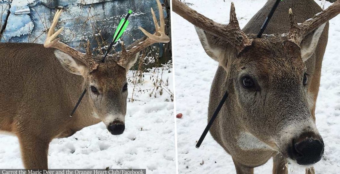 Friendly deer that visits town every Christmas comes back with an arrow through its head