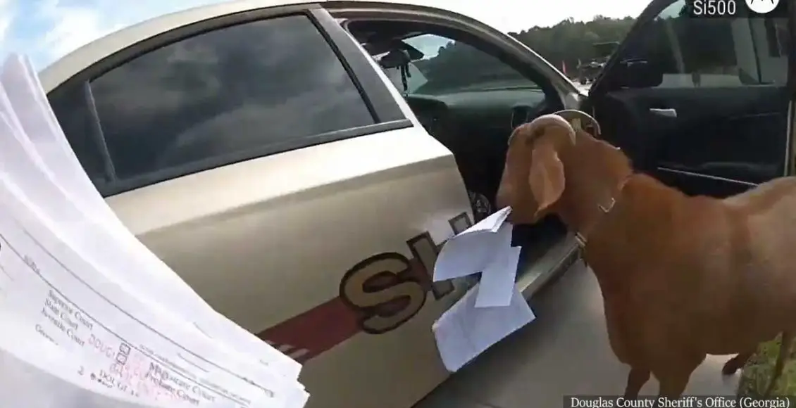 Goat hops into police car, eats paperwork and knocks over officer