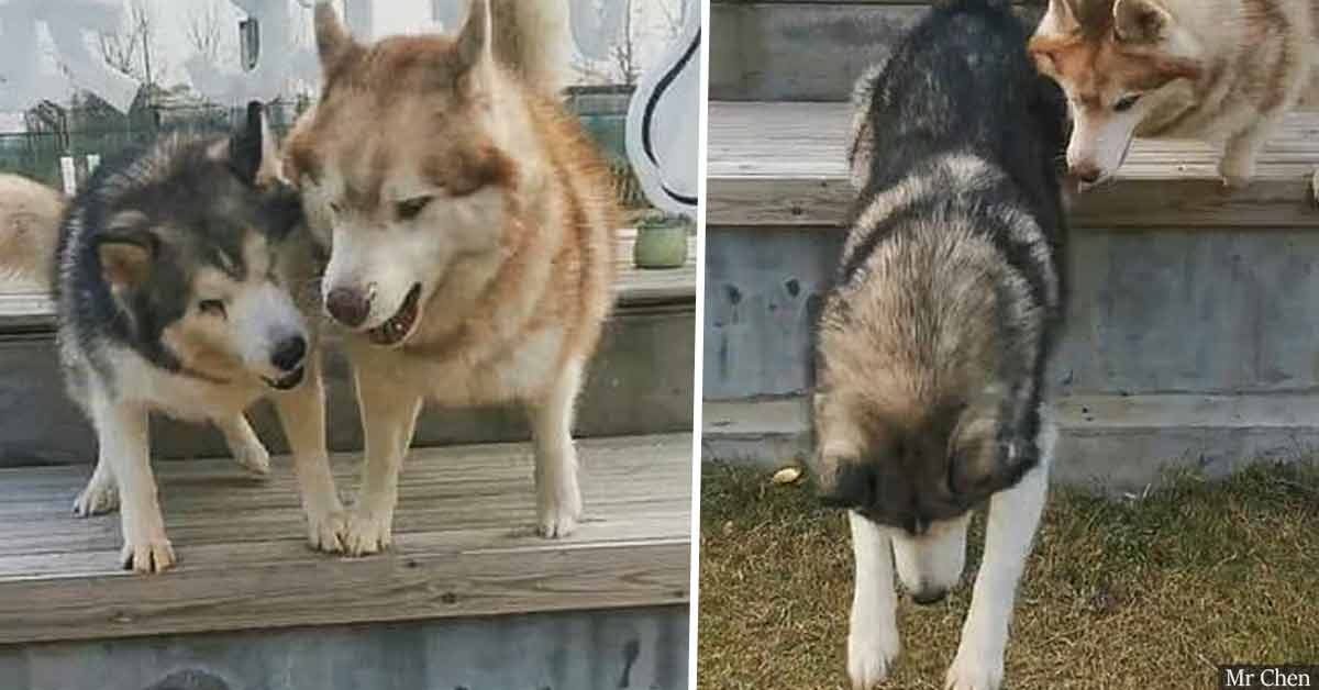 Husky patiently teaches his blind brother to jump down a bench
