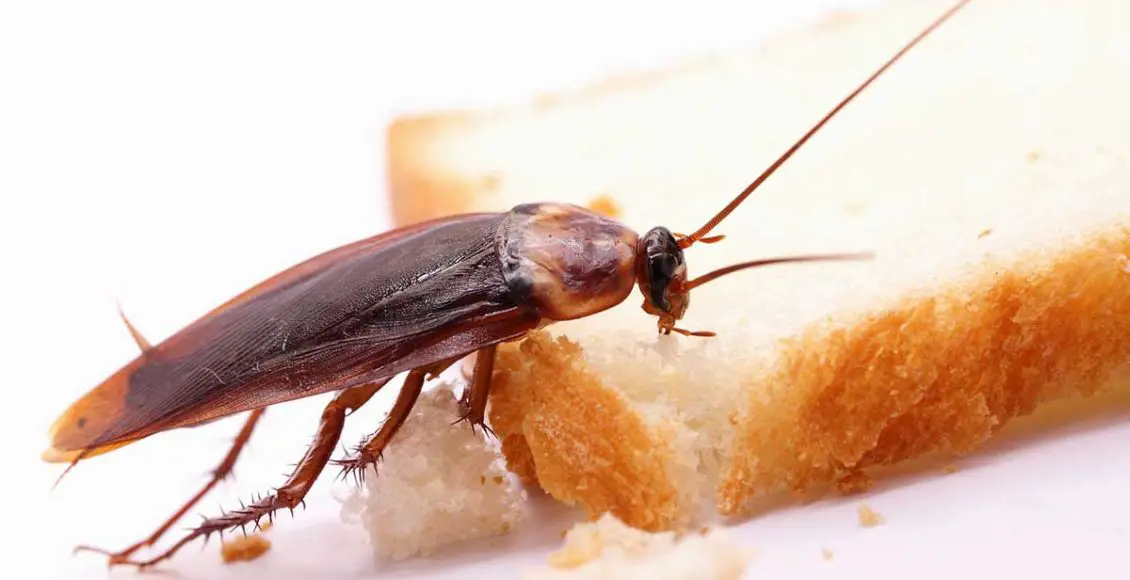 'Impossible to kill'?! Cockroaches are rapidly evolving, scientists say