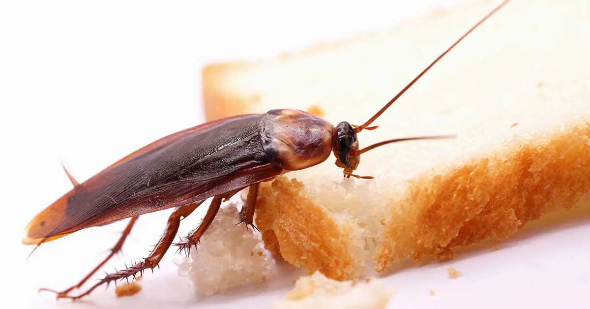 'Impossible to kill'?! Cockroaches are rapidly evolving, scientists say