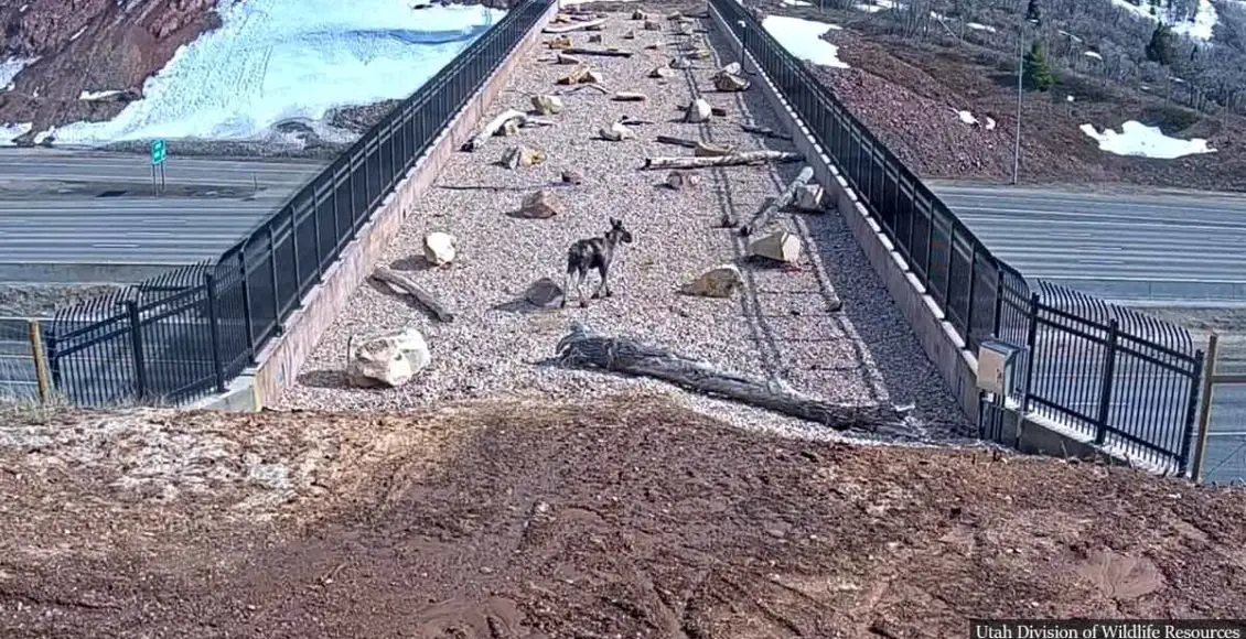 'It's working!' Video shows bridge made for wildlife in use by deer, bears, and mountain lions