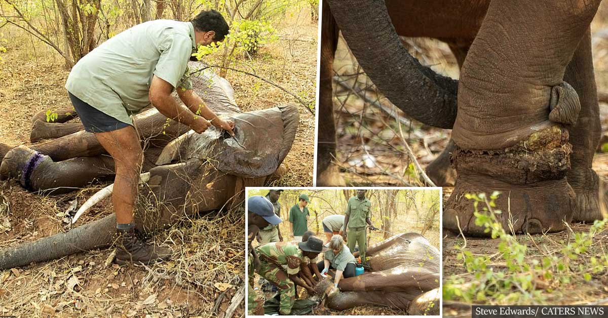 Mother elephant caught in poachers' snare is rescued in Zimbabwe