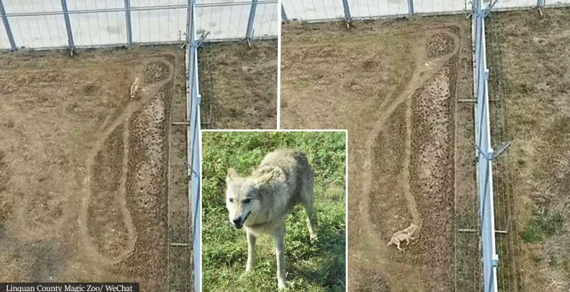 This is how a "depressed" wolf rejected by a pack of alpha males is dealing with loneliness at a Chinese zoo