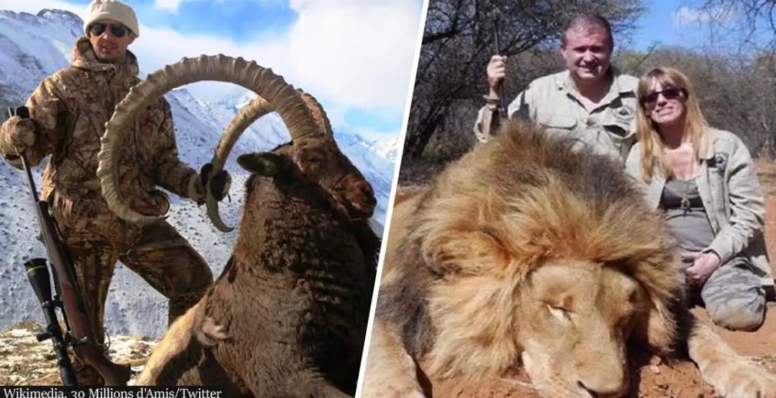 Trophy Hunters Killed One Animal Every Three Minutes In Last Decade