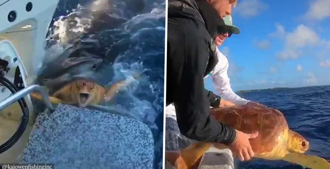VIDEO: Fishermen save sea turtle from jaws of massive tiger shark