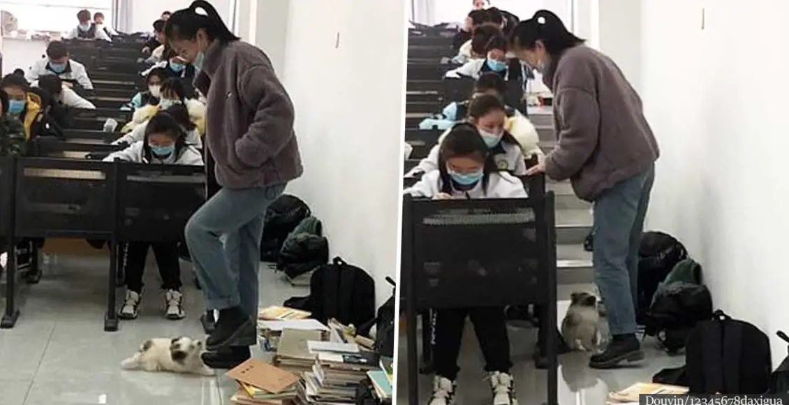 VIDEO: Playful puppy distracts lecturer from supervising exam