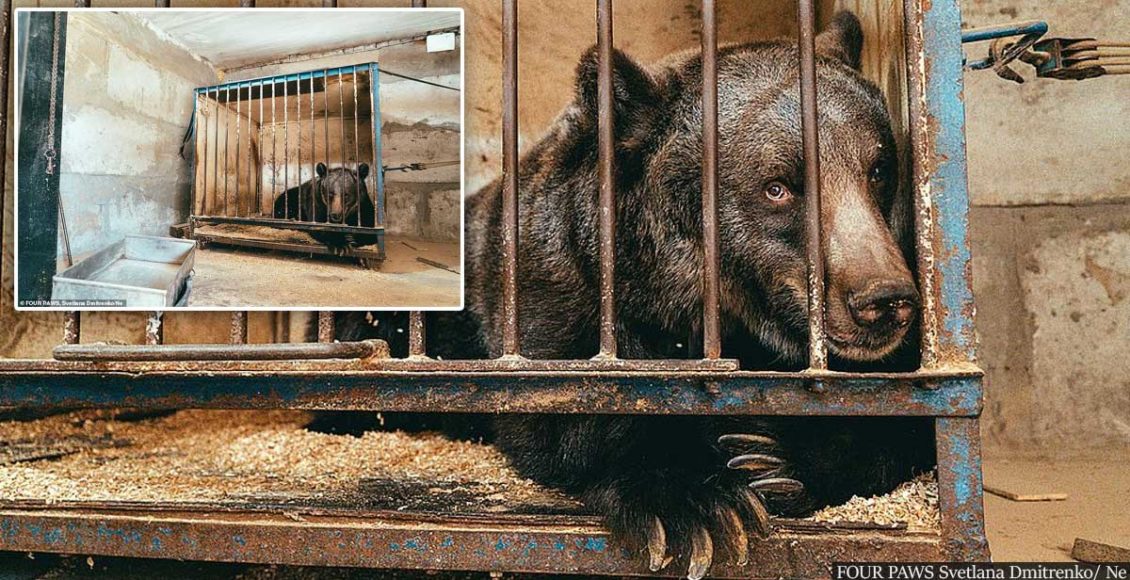 World's loneliest bear who spent her life in a cage has finally been rescued from loneliness