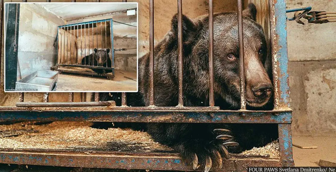 World's loneliest bear who spent her life in a cage has finally been rescued from loneliness