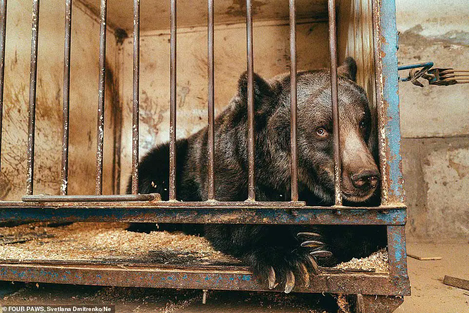 teddy bear zoo cage