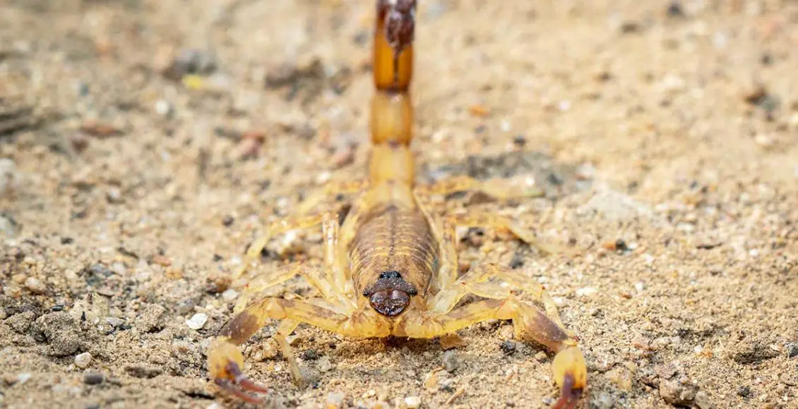 At $39 MILLION Per Gallon, Here’s Why Deathstalker Scorpion Venom Is Probably The Most Expensive Liquid In The World