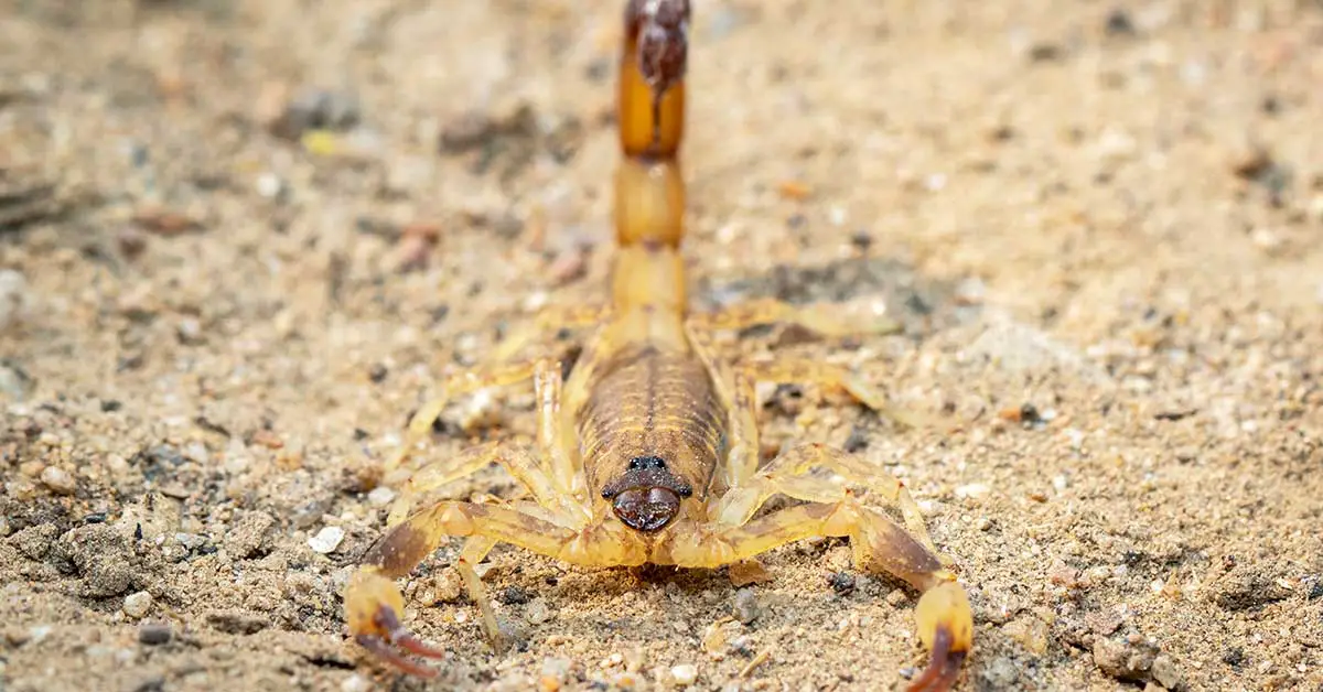 At $39 MILLION Per Gallon, Here’s Why Deathstalker Scorpion Venom Is Probably The Most Expensive Liquid In The World