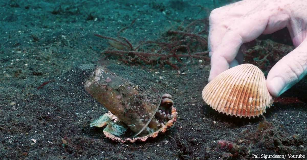 Diver enthusiast saves the life of a baby octopus from a plastic cup