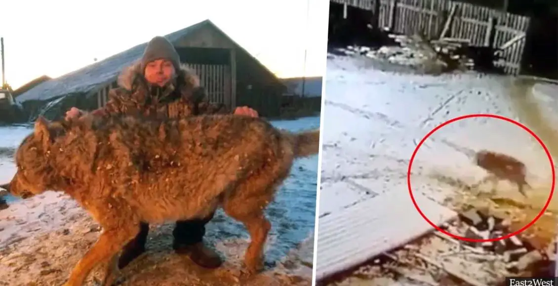 Farmer Wrestles And Strangles Dog-Killing Wild Wolf With His Bare Hands