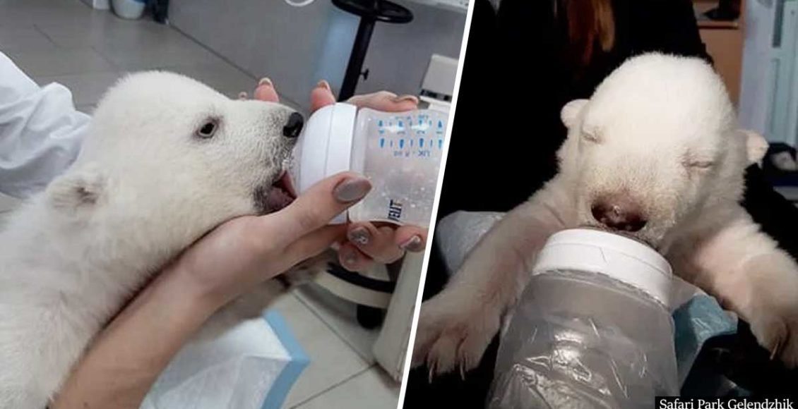 Human Foster Mothers Raise Two Polar Bear Cubs Left Behind By Their True Mother