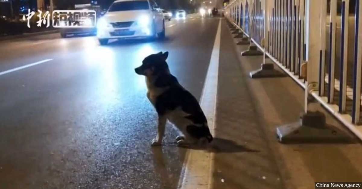 Loyal dog waits for over 80 days on road for owner who died in car accident