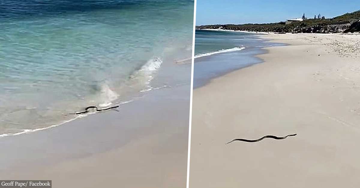 Son of a beach! Deadly snake swims ashore on a beach - moments after SHARK was spotted in the water