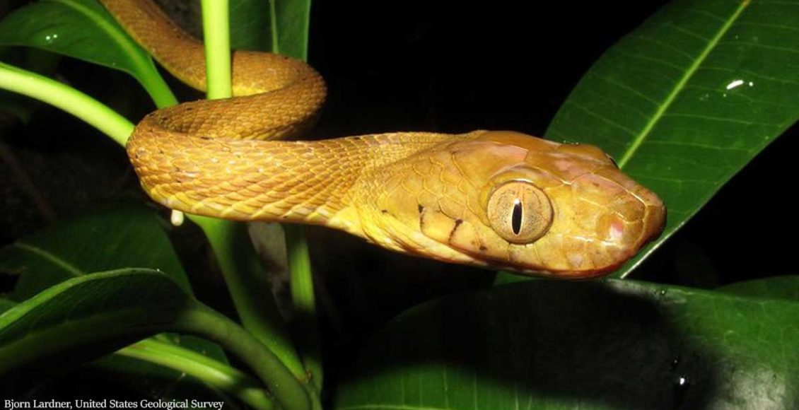 'We're in total shock!' Snake stuns scientists with its unique 'lasso' movements
