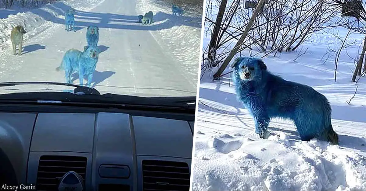 A Pack Of Blue Stray Dogs Spotted Near An Abandoned Russian Factory