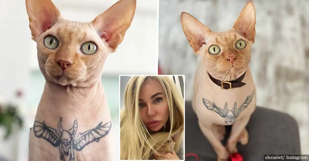Instagram model sparks outrage after tattooing her pet Sphynx cat